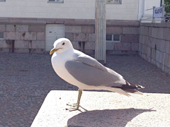 Bluelakestone采集到Helsinki-Tallinn-Porvoo-NuuksioN