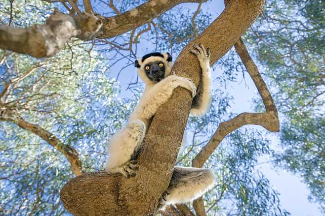 Sifaka by Ivan Pedre...