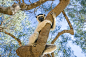 Sifaka by Ivan Pedretti on 500px