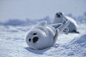 Cute Baby Arctic Seal
