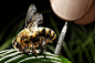 insect care : Insect Care by Watchmakers