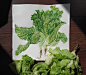 Fresh salad : Fresh salad. Botanical illustration