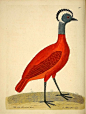  The red peruvian hen, from ‘A Natural History of Birds’ - Eleazar Albin, 1731, London