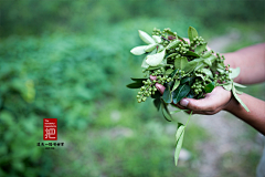 维生素WCY采集到蔬菜水果厨房调味料素材食品，吃的