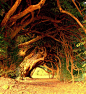 The Yew Tunnel by annicariad