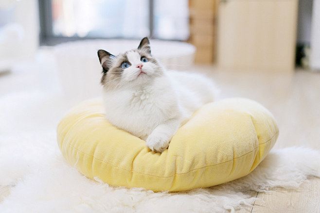 Cupcake cat bed on B...