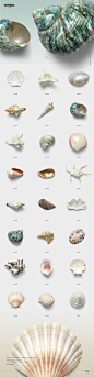 150个超高像素 贝壳 海螺 海星 海马 海洋主题 合集透明背景 PNG素材合集 150 Shells Bundle - 150 Shells Bundle (Isolated Objects) 2350525 (5).jpg