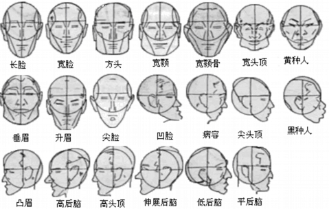 组图:头部整体结构的画法