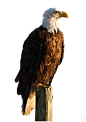 Bald Eagle Triangular : This is an illustration I originally started to learn more about Adobe Illustrator, and to expand on my previous "Hummingbird Polygon Illustration".After I finished the Illustration I found out about the snowboard challen