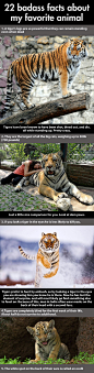 cool-tiger-facts-strong-legs