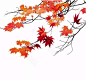 枫树枫叶素材 秋季促销元素 秋天 秋季素材 秋季背景
