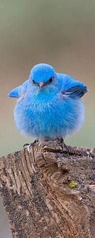 Mountain Bluebird #野...