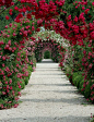 A gorgeous canopy of roses...