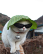 #花瓣爱萌物# 天黑了…该出动了……猫叔你是想干嘛？[哈哈]Cool Cat 