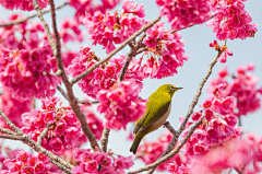 东走西顾的小白采集到大自然の花草