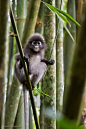 Leaf Monkey