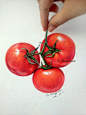 【溶萱手绘——彩铅蔬菜】Tomato(๑•ั็ω•็ั๑)今天，记得补充VC哦~#彩铅##手绘##插画##艺术##绘画#