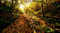 Golden Forest Path Wallpaper | Wallpaper Studio 10 | Tens of thousands HD and UltraHD wallpapers for Android, Windows and Xbox : Fantastic wallpaper from nature category . This wallpaper is about Woodland, Sunshine, Sun ray, Wilderness, Tree, Sunbeam.