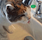 感受下那些想喝水却喝不到水的猫咪们