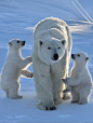 Polar Bear Mom & Cubs~