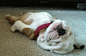 Sleepy Bulldog. OMG,just look at those wrinkles! Too bad we humans cannot get away with that cuteness!