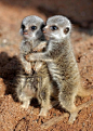 Cuddling Meerkats | Cutest Paw