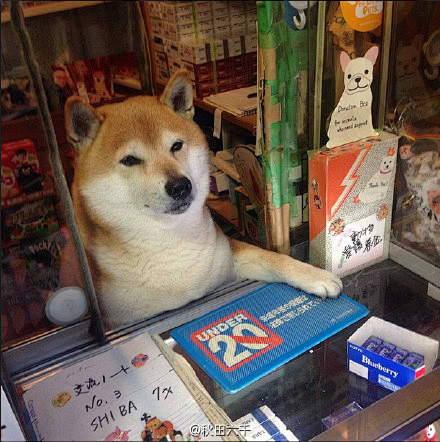 日本小金井的一家香烟店有只在网络上人气超...