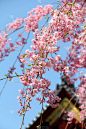 樱桃树,粉色,垂直画幅,公园,樱花,无人,日本,嫩枝,户外,花