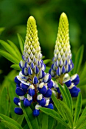 羽扇豆
lupine - sun/part sun  #perennial #flower