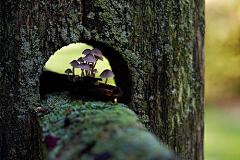 倚画楼月采集到蘑菇的。。童话世界