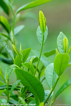 传说中的椒椒采集到茶叶