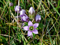 德国 Fransenenzian, 龙胆, 花, Fringed 龙胆草, 高山花卉, 紫