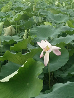 忘川漪涟采集到我拍摄的花花草草