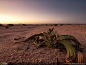 古沙漠的幸存者：纳米比亚纳米布Naukluft公园，千岁兰（Welwitschia）是大自然的一个真正奇迹，它是恶劣沙漠环境最终的幸存者。这是摄于日落时的一株雌性千岁兰。