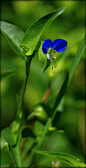   Asiatic dayflower    茑菫（常春藤紫罗兰） 