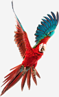 展翅的鹦鹉高清素材 产品实物 展翅 红色 鹦鹉 免抠png 设计图片 免费下载