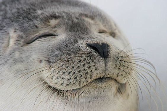 Seal: