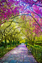 Spring, Central Park, New York City