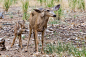 骡鹿 （mule deer）- 袋鼠鹿