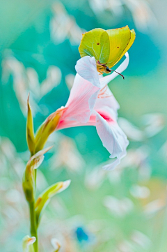 蓝亦芬芳采集到蜓蝶之恋