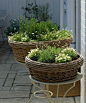 container herb gardens-love the baskets!: 