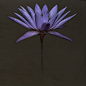 Lily : Along with the other floral projects this gallery is focussing on the lily species
