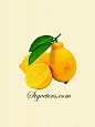手绘水彩插画素材 水果植物系列--那不勒斯甜柠檬若干