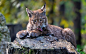 General 1920x1200 nature animals lynx licking