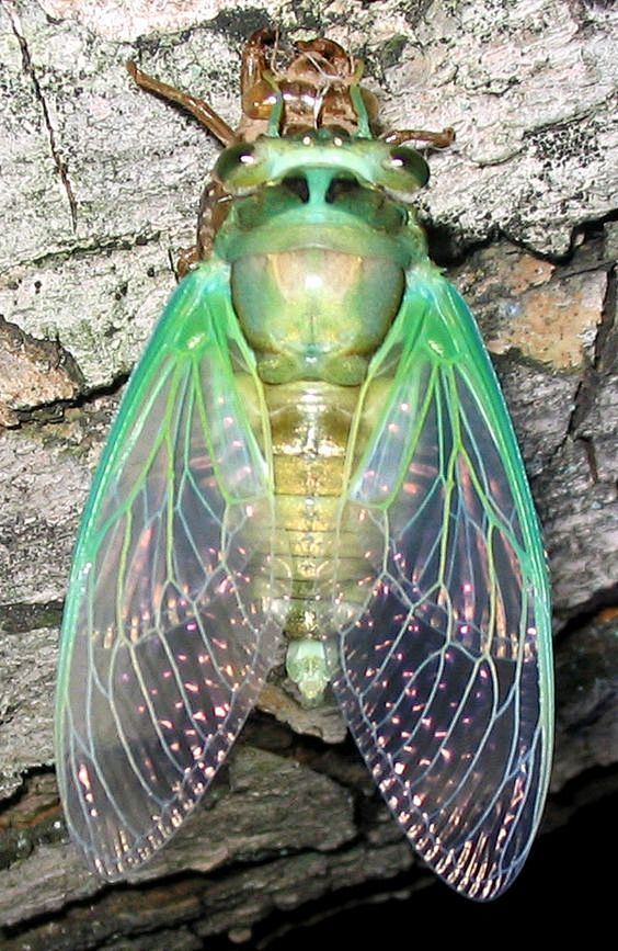 Cicada: