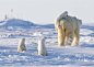 (via a happy family of polar bears by Nik Zinoviev)