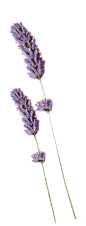花卉 花朵 花瓣 无背景花朵素材 花边PNG 共享素材 @七米设计