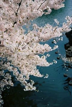 来央采集到镜花水月