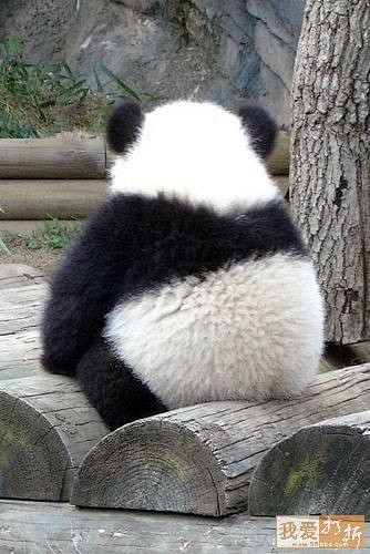 熊猫卖萌