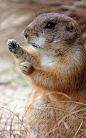 Prairie Dog | Cutest Paw